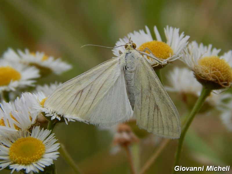 La vita in un fiore (Erigeron annuus)